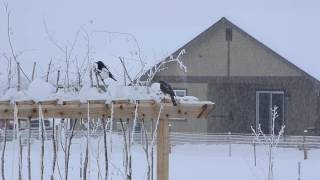 Sharpshinned Hawk vs Magpie [upl. by Pirzada204]