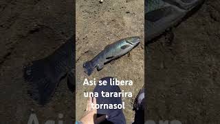 Asi se libera una tararira tornasol pesca fishing pescaenuruguay flyfishing tarucha [upl. by Sucramej]