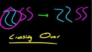 Biology Lecture  54  Prophase 1 [upl. by Akcimat945]