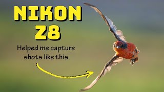 Unbelievable Nikon Z8 Focusing System Will Blow Your Mind MirrorlessVsDSLR ImpossibleShots [upl. by Fiann]