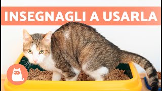 Come INSEGNARE al GATTO ad usare la LETTIERA 🐱✅ Cuccioli e Adulti [upl. by Yesmar]