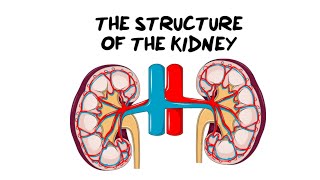 Intro to the Kidney Structure [upl. by Inalawi]