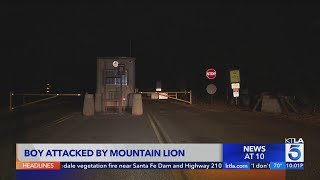 Boy attacked by mountain lion Malibu Creek State Park [upl. by Eitirahc]