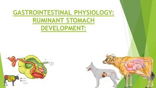 Ruminant Stomach Development  Embryonic amp Postnatal Stomach Development in Ruminants GI Physiology [upl. by Adekan]