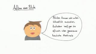 Merkmale zum Bestimmen von Pflanzenfamilien  Biologie [upl. by Muncey]