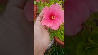 terracegardeningforbeginners terracegardens floweringplants [upl. by Aimik]