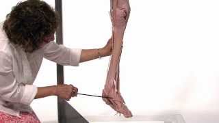 Anatomy Series Muscles of the Lower Limb by Dr Shakti Chandra [upl. by Ahsiruam]