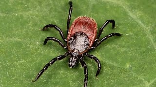 Western Blacklegged Tick [upl. by Ayital]