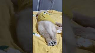 Golden Retriever Puppy Falls Asleep  Cuteness Overload 💤 [upl. by Anaylil967]