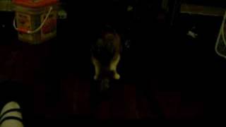 Fat Cat Laser Pointer Workout [upl. by Ahsenet]