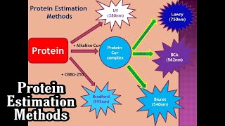 Top Five Protein Estimation Methods  Preparation of Standard Curve  Dr Nagendra Singh  PENS36 [upl. by Xonk554]