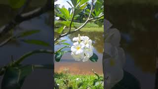 Beautiful and good smell flowers nature gardenhouse gardening flowers garden gardenplants [upl. by Zak]