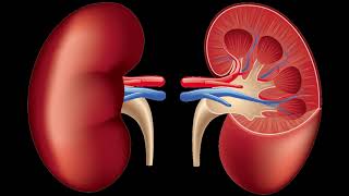 Structure of Human Kidney [upl. by Adoc]