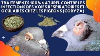 Traitements 100 naturel contre les infections des voies respiratoires et oculaires chez les pigeons [upl. by Neeruam368]