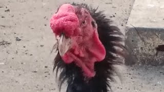 ❤️ 🐓subscribesandai seval🐓❤️ [upl. by Neelon]