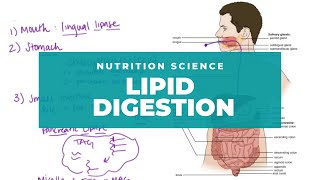 Intro to Lipid Digestion and Absorption [upl. by Anyahs]