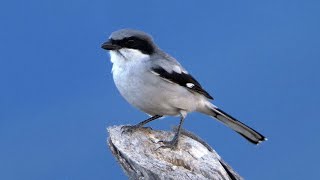 Loggerhead Shrike and its call [upl. by Assillam]