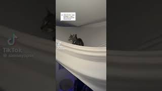 WOOOOAAA memes duet cat kitten funny notmine comedy subscribe edit [upl. by Lasser637]