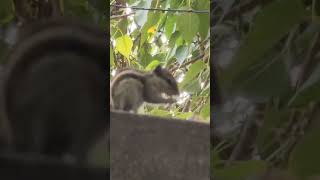 Indian baby squirrel 🐿️ystviralsongvideoshorts [upl. by Sanburn]