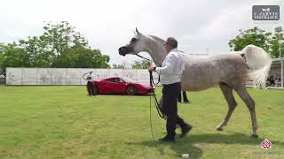 N 87 JASMIN Z Vesuvio Trophy 2024 International Show Stallions 7 Years Old Class 11 [upl. by Clarinda992]