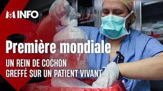 Un rein de porc greffé sur un patient vivant une première mondiale [upl. by Oralee993]