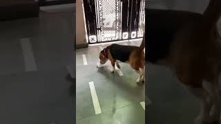 Beagle dog barking 🗣️  BEAGLE DOG BARK 🐶  dog trending viral youtubeshorts beagle shorts [upl. by Ari]