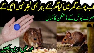 get rid of mouse chuhe bhagane ka tarika cockroach killer get rid of lizard Quick rat killer [upl. by Wey]