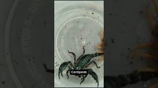 The battle for survival between scorpions and centipedes Which one will win 57 animals wildlife [upl. by Attenrev]