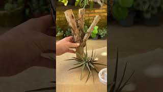 TILLANDSIAS em TRONCOS [upl. by Nnoj756]