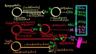 Schneid Guide to Autonomic Nervous System Anatomy and Neurotransmission [upl. by Madson]