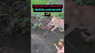 mithunsearth ভাবিয়া করিও কাজ করিয়া ভাবিও নাহ animalsshorts funnyshorts viralyoutubeshorts [upl. by Esaj]