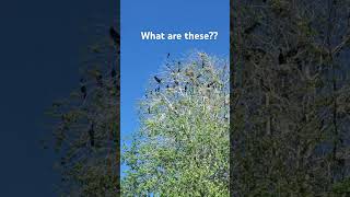 What are these birds They have multiple nests in the same tree [upl. by Elaen]