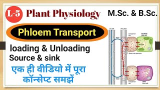 Phloem Transport Phloem Transport loading and unloading Source and sink Phloem Transport Hindi [upl. by Llireva]