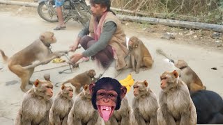 Haryanvi Bandar Bandariya Ka Khel  क्या कमाल का बंदर है  Comedy😂 Video  Video From My Phone 😚📱😇😂 [upl. by Yahsat829]