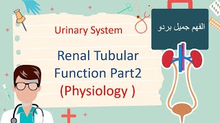 Renal Tubular Function Part2  بداية الجد [upl. by Pavkovic793]