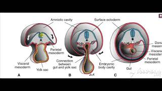 Intraembryonic mesoderm 12 [upl. by Reivazx]