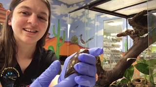 Whites Tree Frog Care with Heather [upl. by Ynehpets]