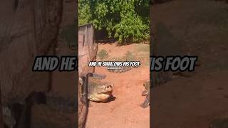 Crocodile eats other crocodile leg crocodile animal joerogan jre [upl. by Mahgirb674]