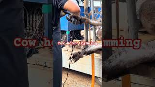 Cow hoof trimming shorts cow agriculturekorea farm animalhusbandry dairyfarm livestock yt [upl. by Ahseret]