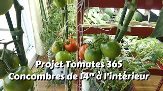 Des Tomates à Sandwich toute lannée au Québec [upl. by Fatima672]