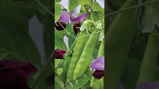 All variety of colours pea plant of Mendel experiment mendeliangenetics naturelovershortsytshort [upl. by Brightman434]