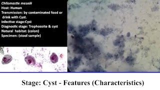 10 Practical Parasitology  Chilomastix Mesnili  Cyst Stage [upl. by Yarak189]