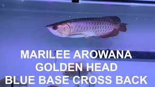 MY GOLDEN HEAD BLUE BASE CROSS BACK AROWANA HD  V0064 [upl. by Beichner]