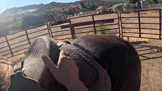 Great tips on sacking out  desensitizing and saddling your horse 3of10 [upl. by Nnylarak513]