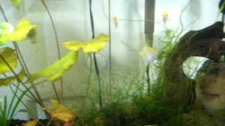 20 Gallon Honey gourami setup [upl. by Nnahtur63]