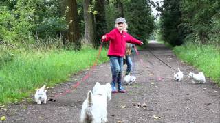 Westie puppies 8 weeks old [upl. by Dnalhsa]