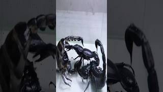 1 Giant beetle VS 2 poisonous scorpions animals facts [upl. by Nelyak]