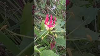 Exotic Beauty Gloriosa Superba in Full Bloom මලේ ඇත කලා රස අලේ ඇත මරණ වසtrending [upl. by Armalda]