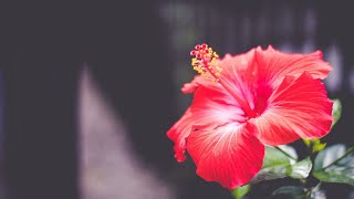 Rose of Sharon  A Hibiscus RoA Combo Video [upl. by Cammi]