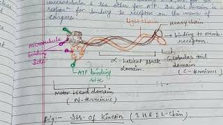 Kinesin amp Dyneinzoology zoologynotes [upl. by Buskus]